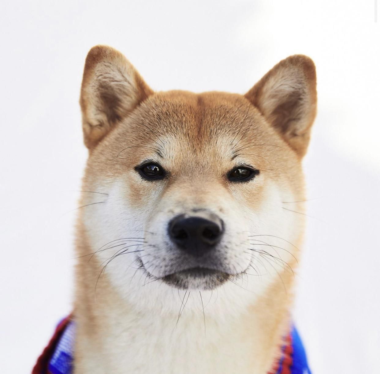 The Best How To Buy Shiba Land References