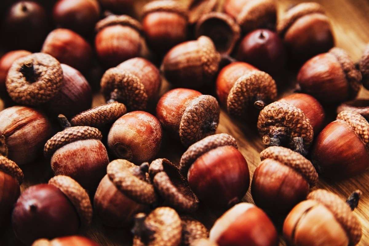 What is an Acorn?